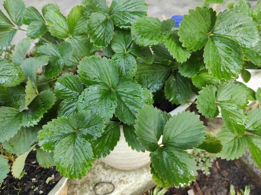 Tanaman strawberry / FIFARM