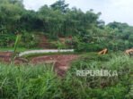 longsor-di-area-sawah-desa-sukatani-kecamatan-ngamprah-kbb_251023202841-170.jpg
