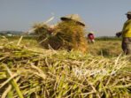 petani-di-kabupaten-bandung-barat-sedang-panen-produksi-beras_251123213639-787.jpg